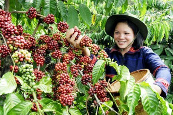 Java Frinsa Estate - Indonesia