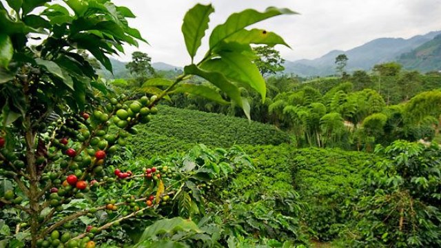 Finca de Alejo Castro - Costa Rica