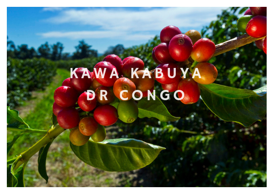 Kawa Kabuya - DR Congo - Fully Washed Heirloom Arabica