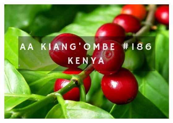 AA Kiang'ombe #186 - Kenya