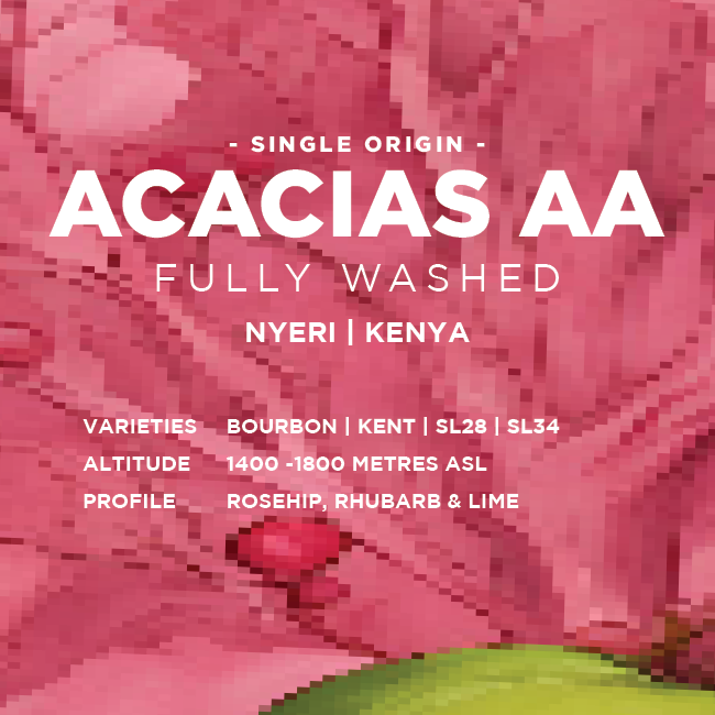 Kenya: Acacias AA